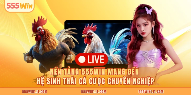 Đá Gà Cựa Sắt 555WIN Kênh Cá Cược Uy Tín Nhất Hiện Nay Nền tảng 555WIN mang đến hệ sinh thái cá cược chuyên nghiệp